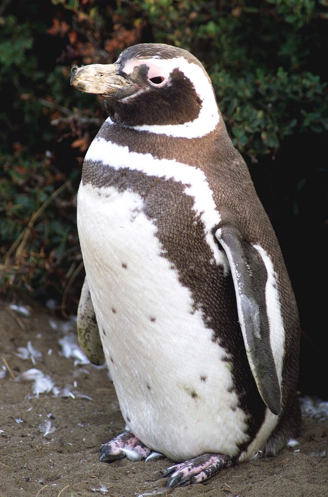 A penguin near Punta Arena, Chile. Original from NASA. Digitally enhanced by rawpixel.