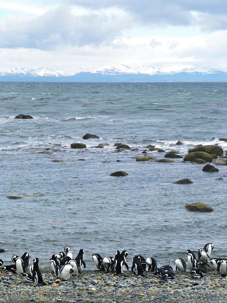 A colony of Magellanic penguins near Punta Arenas, Chile. Original from NASA. Digitally enhanced by rawpixel.