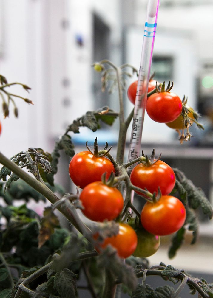 Tomato plants are growing inside a laboratory at the Space Station Processing Facility at NASA&rsquo;s Kennedy Space Center…