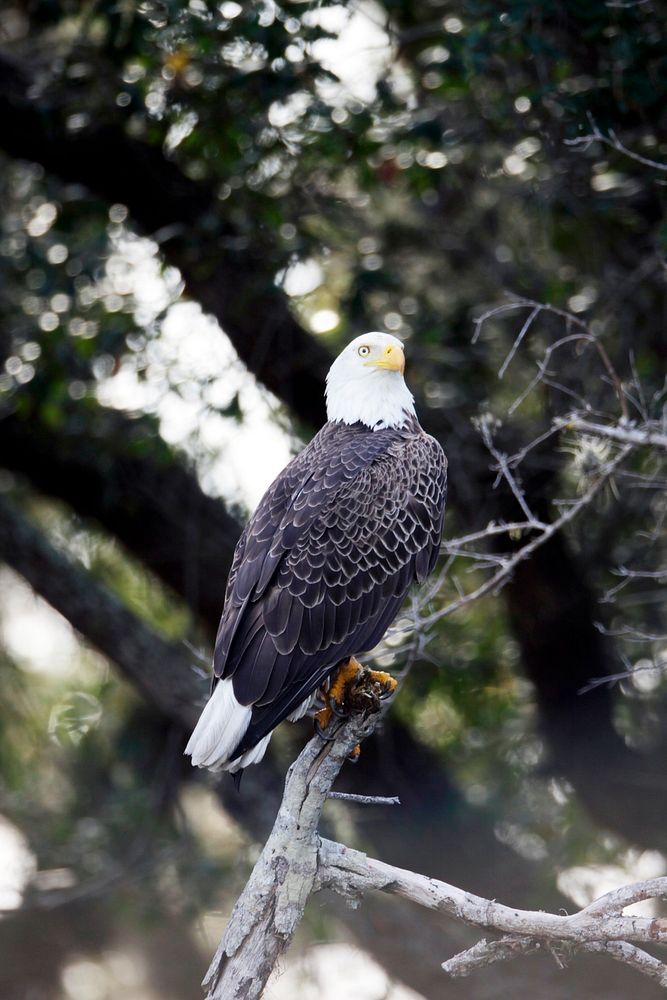 A bald eagle is perched in a tree near the Shuttle Landing Facility at NASA's Kennedy Space Center in Florida. Original from…