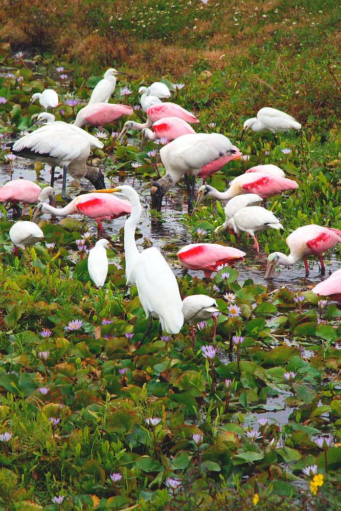Roseate spoonbills and other birds gather at NASA's Kennedy Space Center in Florida. Original from NASA. Digitally enhanced…