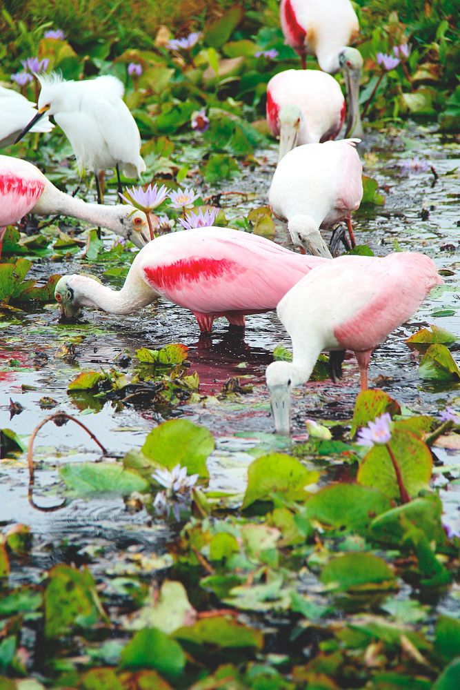 Roseate spoonbills feed at NASA's Kennedy Space Center in Florida. Original from NASA. Digitally enhanced by rawpixel.