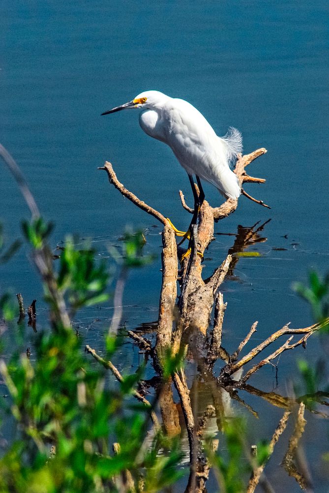A snowy egret perches on dead limbs in the Indian River near Kennedy Space Center. Original from NASA . Digitally enhanced…