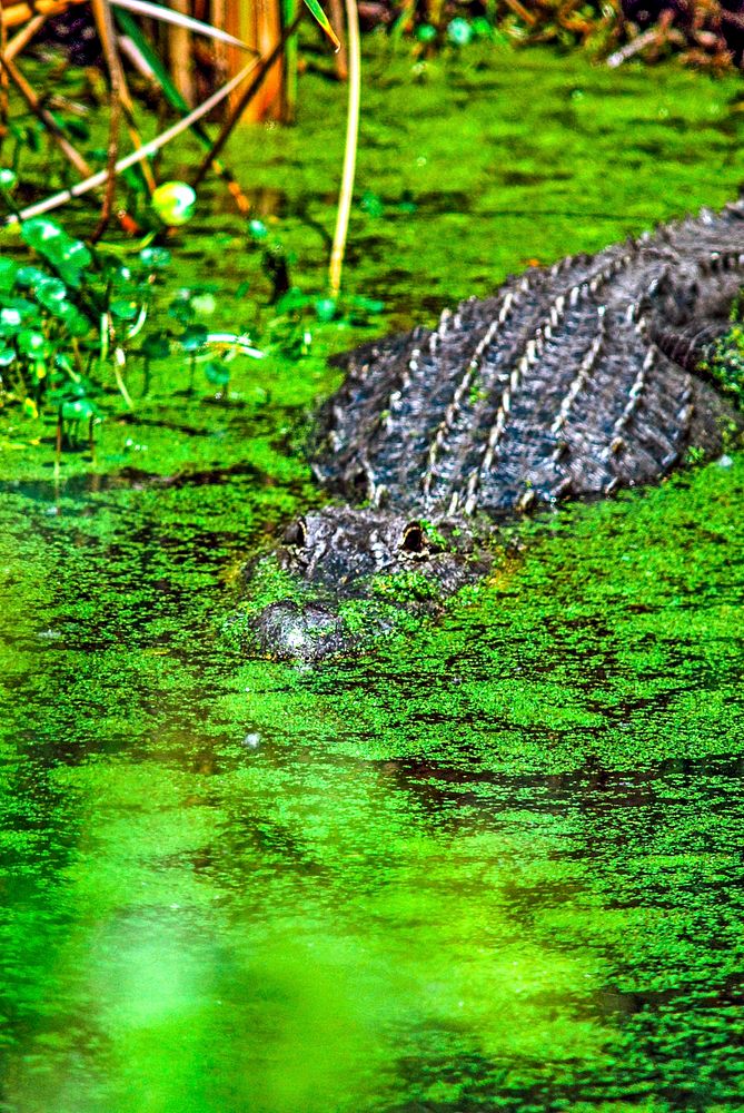An alligator achieves partial camouflage from green algae. Original from NASA. Digitally enhanced by rawpixel.