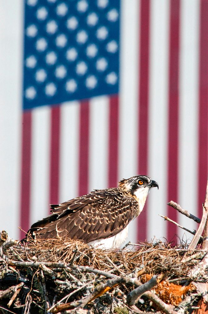 A baby osprey sits on its nest situated at the top of a pole in the parking lot at the NASA News Center at Kennedy Space…