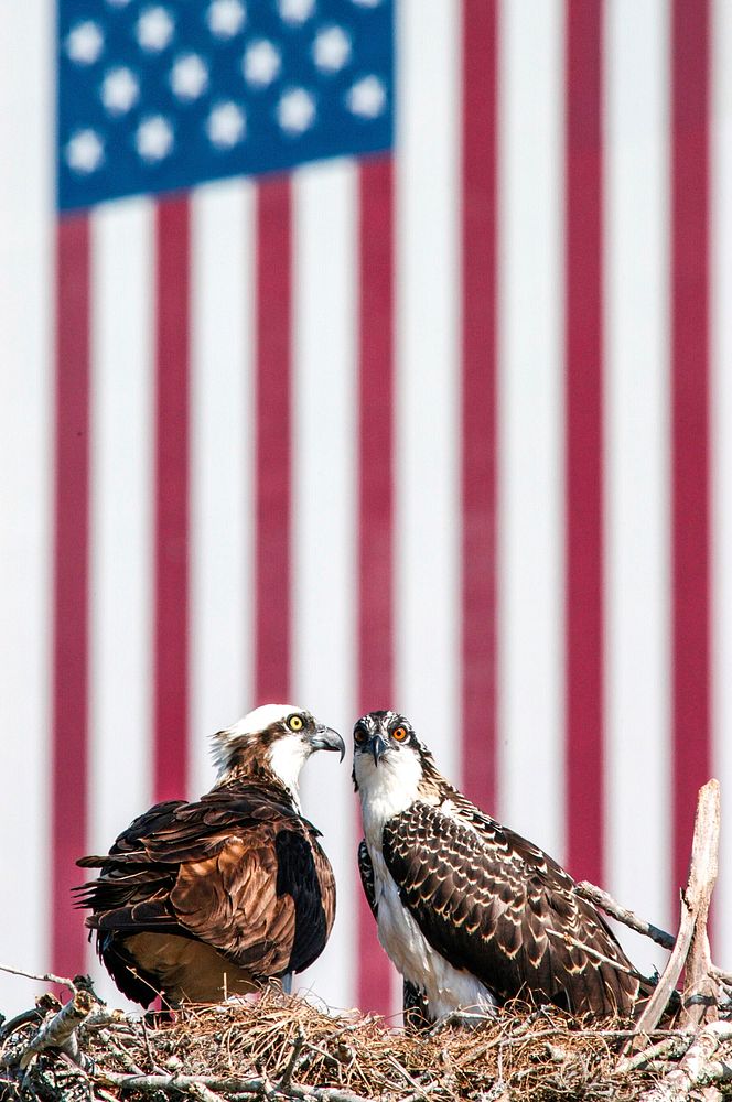 A mother osprey sits protectively next to one of her chicks in the nest situated at the NASA News Center at Kennedy Space…