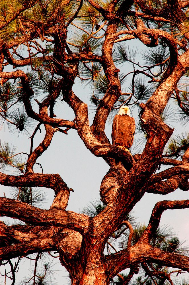 A female bald eagle looks over her surroundings from the perspective of a tall pine tree. Original from NASA . Digitally…