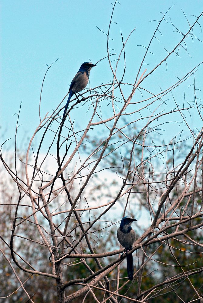 Scrub jays scan their territory from a bush at NASA's Kennedy Space Center in Florida. Original from NASA . Digitally…