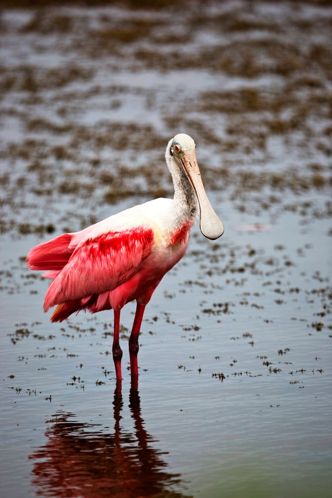 Scarlet-feathered roseate spoonbill eyes the camera during its search for food. Original from NASA. Digitally enhanced by…