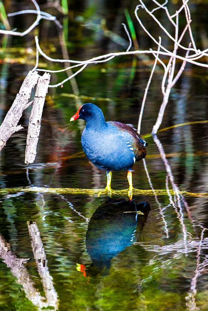 An American coot stands on a barely submerged branch in a pond. Original from NASA. Digitally enhanced by rawpixel.