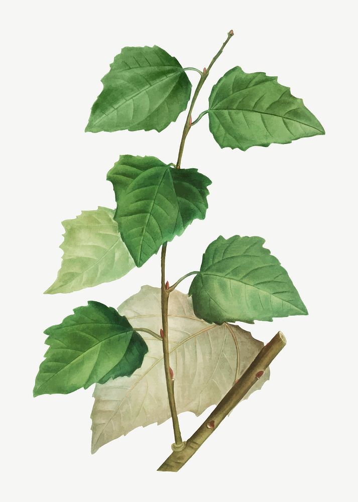 Vintage white poplar leaves vector