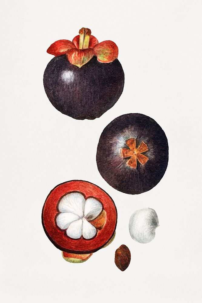 Vintage mangosteens illustration mockup. Digitally enhanced illustration from U.S. Department of Agriculture Pomological…