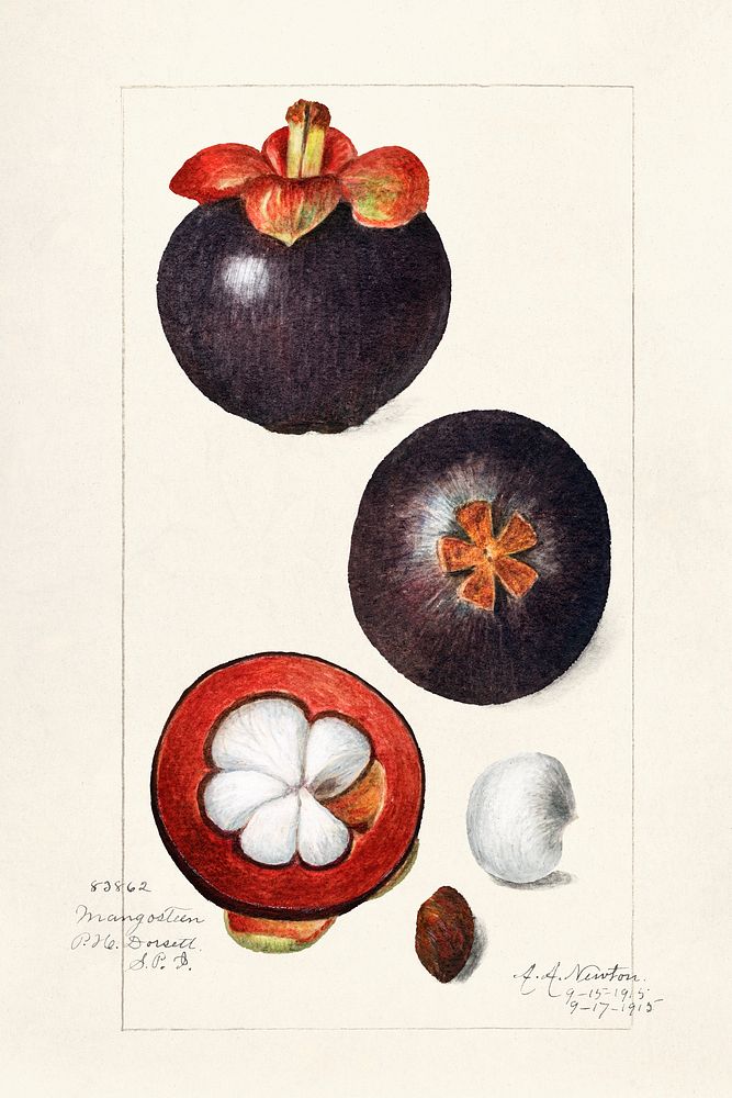 Mangosteens (Garcinia Mangostana) (1915) by Amanda Almira Newton. Original from U.S. Department of Agriculture Pomological…