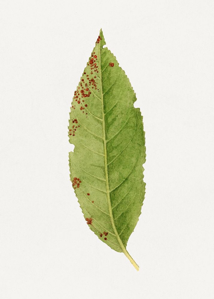 Vintage peach leaf illustration mockup. Digitally enhanced illustration from U.S. Department of Agriculture Pomological…