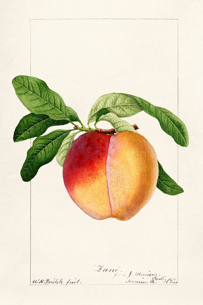 Peach twig (Prunus persica)(1894) byWilliam Henry Prestele. Original from U.S. Department of Agriculture Pomological…