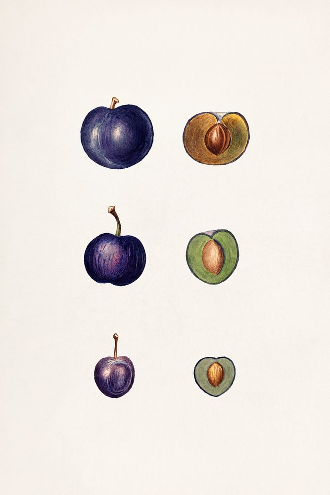 Blackthorn (Prunus Spinosa) (n.d.) by anonymous. Original from U.S. Department of Agriculture Pomological Watercolor…