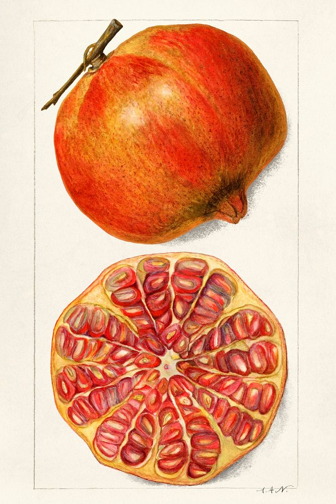 Vintage pomegranates illustration mockup. Digitally enhanced illustration from U.S. Department of Agriculture Pomological…