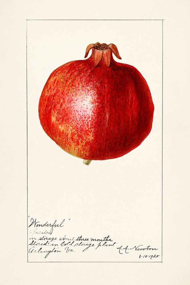 Pomegranates (Punica Granatum) (1920) by Amanda Almira Newton. Original from U.S. Department of Agriculture Pomological…