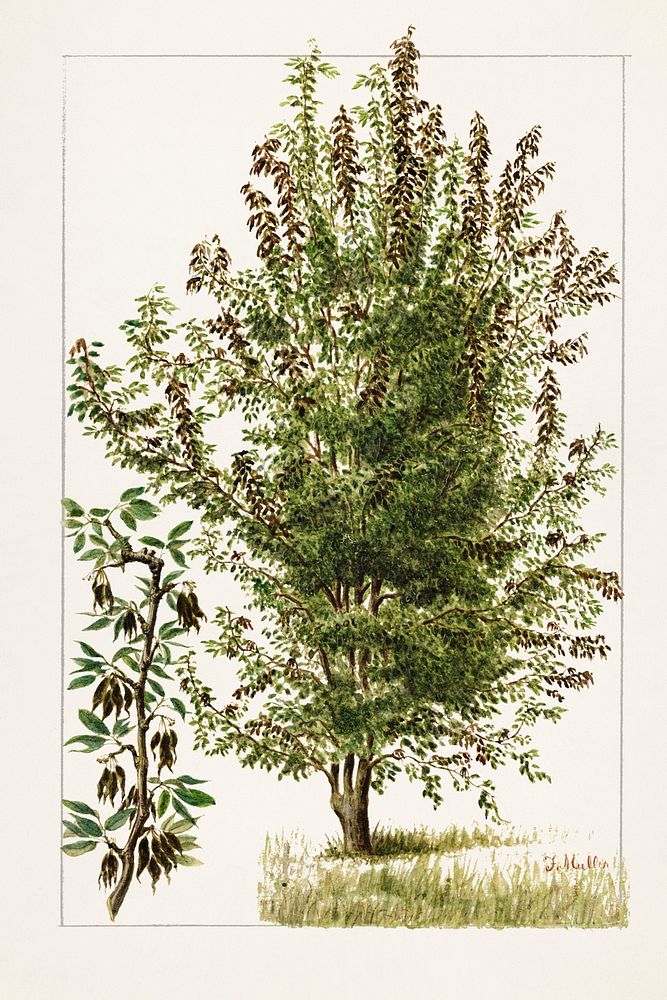 Vintage pear tree illustration mockup. Digitally enhanced illustration from U.S. Department of Agriculture Pomological…