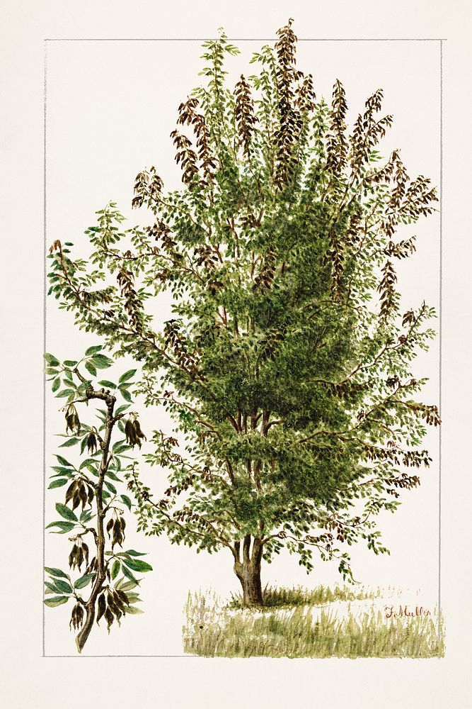 Pear tree (Pyrus Communis) by Frank Muller. Original from U.S. Department of Agriculture Pomological Watercolor Collection.…