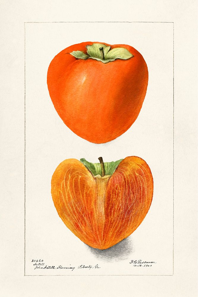 Vintage persimmons illustration. Original from U.S. Department of Agriculture Pomological Watercolor Collection. Rare and…