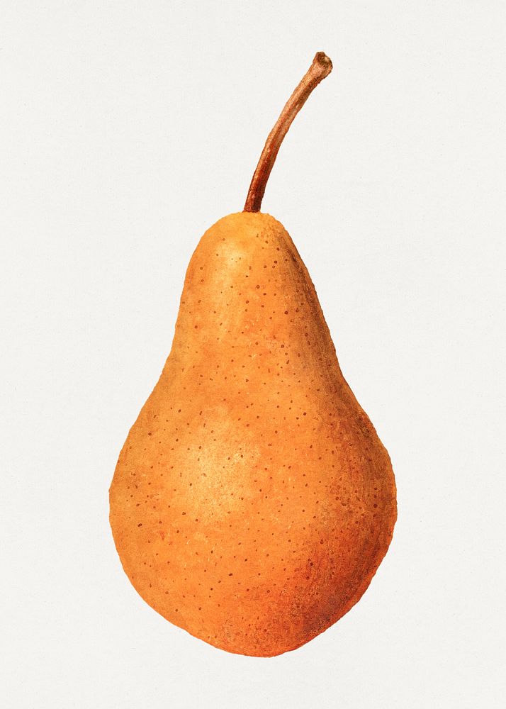 Vintage pear illustration. Digitally enhanced illustration from U.S. Department of Agriculture Pomological Watercolor…