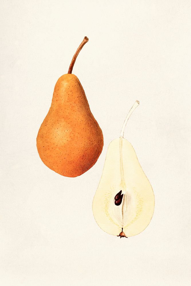 Pears (Pyrus Communis) (1935) by James Marion Shull. Original from U.S. Department of Agriculture Pomological Watercolor…