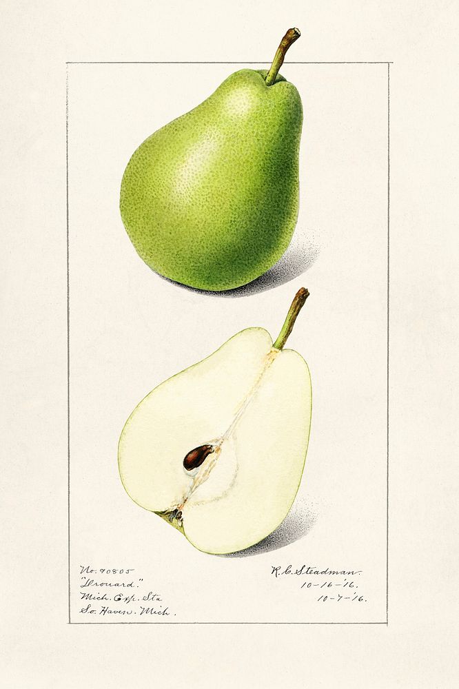 Pear (Pyrus Communis) (1916) by Royal Charles Steadman. Original from U.S. Department of Agriculture Pomological Watercolor…