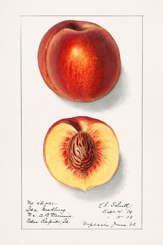 Vintage peaches illustration. Original from U.S. Department of Agriculture Pomological Watercolor Collection. Rare and…