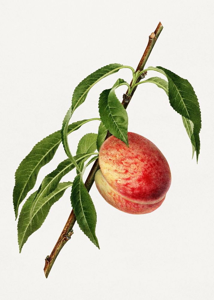 Vintage peach twig illustration mockup. Digitally enhanced illustration from U.S. Department of Agriculture Pomological…