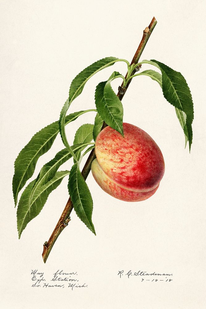 Peach (Prunus Persica) (1918) by Royal Charles Steadman. Original from U.S. Department of Agriculture Pomological Watercolor…