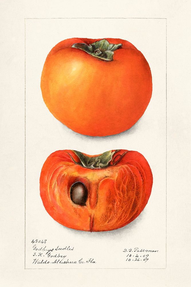 Vintage persimmons illustration. Original from U.S. Department of Agriculture Pomological Watercolor Collection. Rare and…