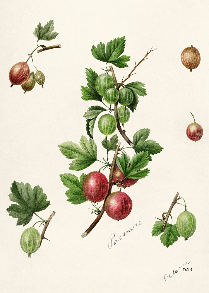 Gooseberries (Ribes) by Deborah Griscom Passmore (1840&ndash;1911). Original from U.S. Department of Agriculture Pomological…