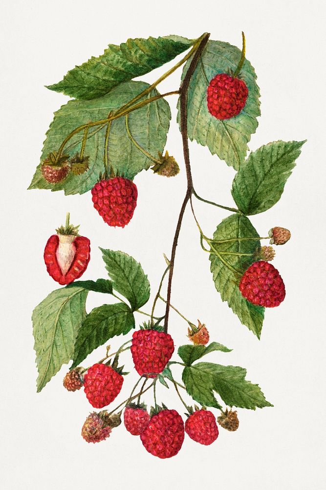 Vintage Branch of blackberry illustration mockup. Digitally enhanced illustration from U.S. Department of Agriculture…