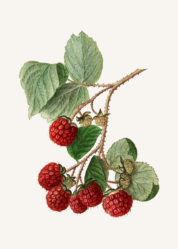 Vintage branch of red raspberry illustration vector. Digitally enhanced illustration from U.S. Department of Agriculture…