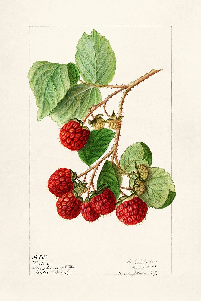 Vintage branch of red raspberry illustration mockup. Digitally enhanced illustration from U.S. Department of Agriculture…