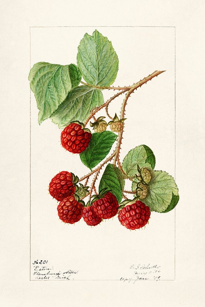 Red Raspberries (Rubus Idaeus) (1906) by Ellen Isham Schutt. Original from U.S. Department of Agriculture Pomological…