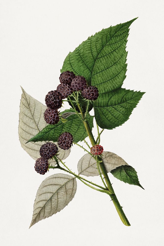 Vintage branch of black raspberry illustration. Digitally enhanced illustration from U.S. Department of Agriculture…