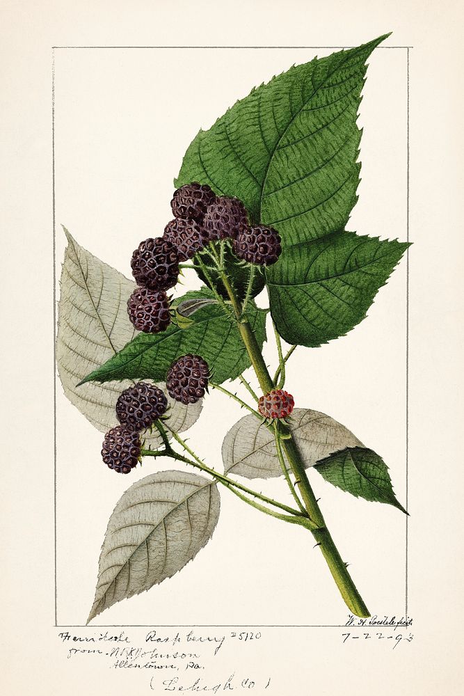 Black Raspberries (Rubus Occidentalis) (1893) by William Henry Prestele. Original from U.S. Department of Agriculture…