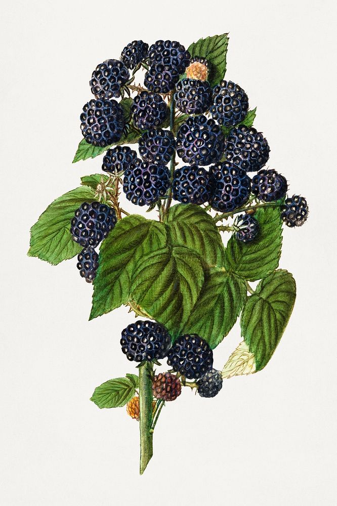 Vintage branch of black raspberry illustration. Original from U.S. Department of Agriculture Pomological Watercolor…