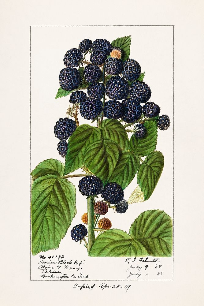 Vintage branch of black raspberry illustration mockup. Digitally enhanced illustration from U.S. Department of Agriculture…