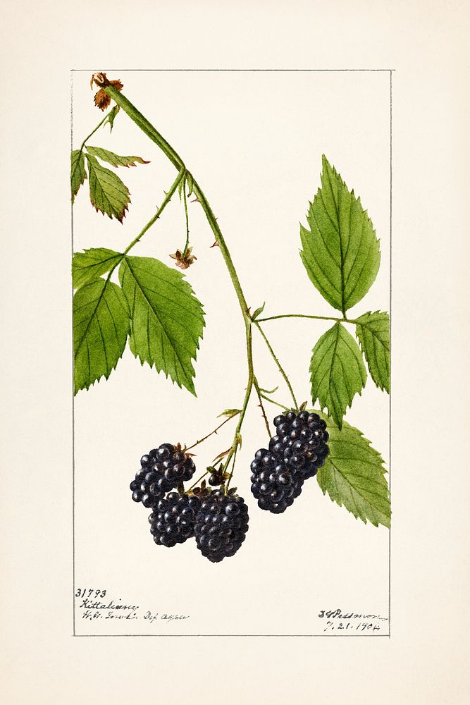 Vintage branch of blackberry illustration mockup. Digitally enhanced illustration from U.S. Department of Agriculture…