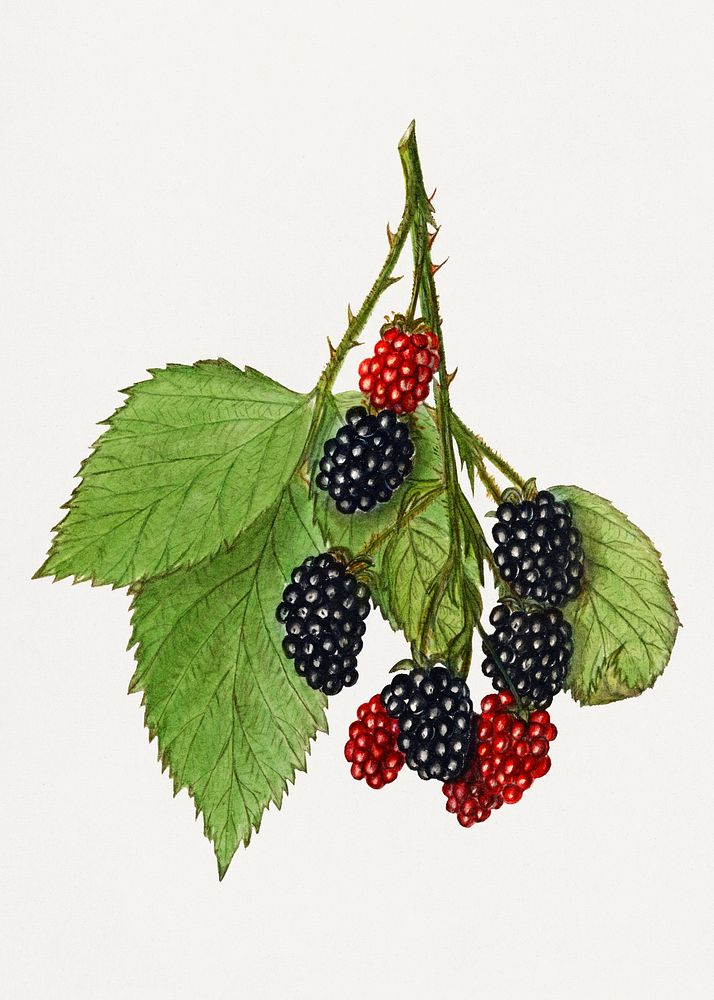 Vintage branch of blackberry