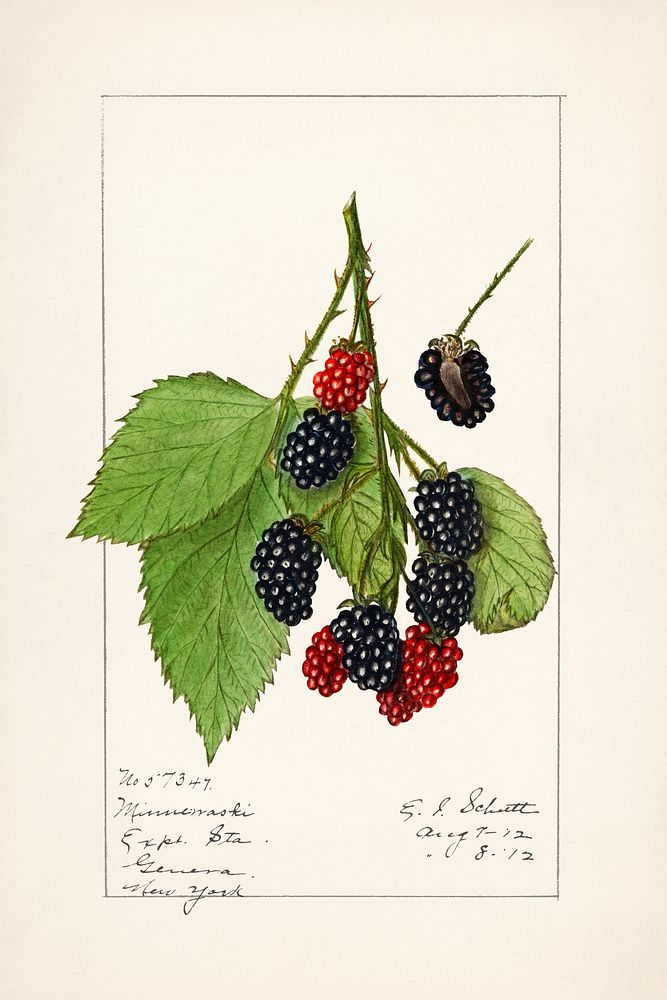 Blackberries (Rubus subg. Rubus Watson) (1912) by Ellen Isham Schutt. Original from U.S. Department of Agriculture…