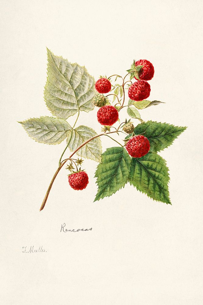 Red Raspberries (Rubus Idaeus) (1891) by Frank Muller. Original from U.S. Department of Agriculture Pomological Watercolor…