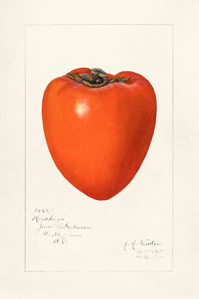 Vintage persimmon illustration. Original from U.S. Department of Agriculture Pomological Watercolor Collection. Rare and…