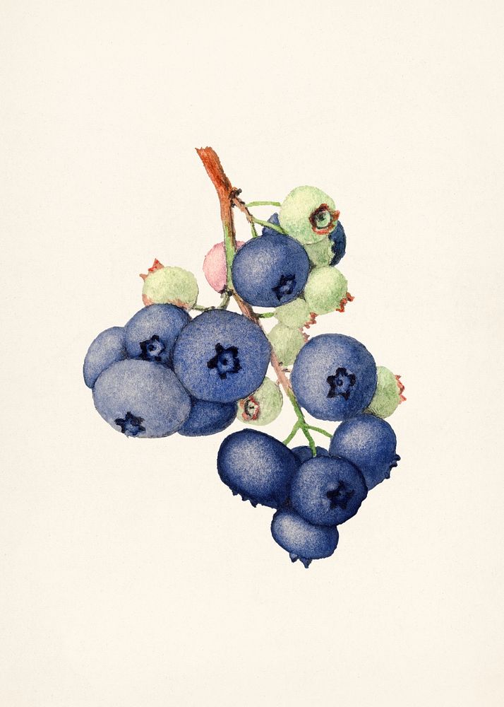 Blueberries (Vaccinium Corymbosum) (1940) by James Marion Shull. Original from U.S. Department of Agriculture Pomological…