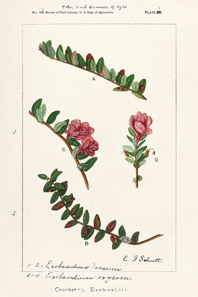 American Cranberry (Vaccinium Macrocarpon) by Ellen Isham Schutt (1873&ndash;1955). Original from U.S. Department of…