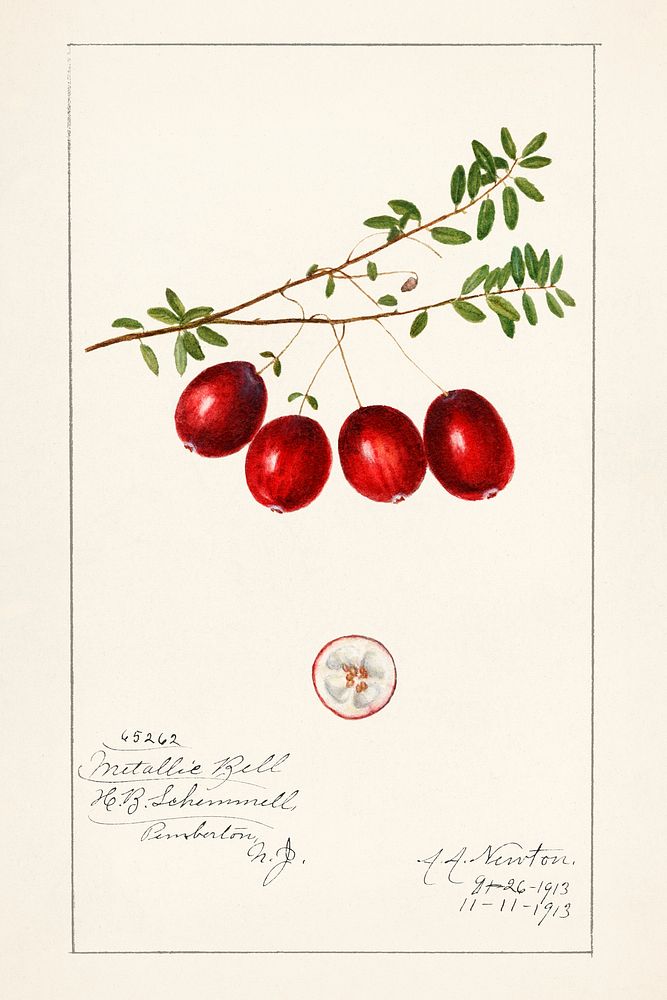 American Cranberry (Vaccinium macrocarpon)(1914) by Amanda Almira Newton. Original from U.S. Department of Agriculture…