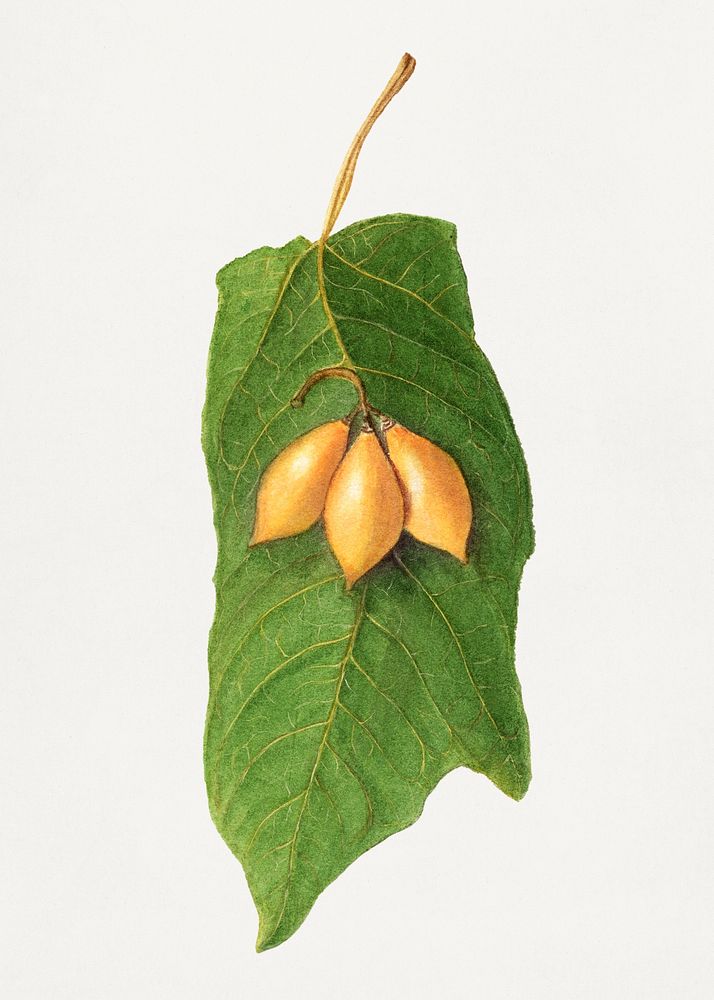Vintage oak leaved papaya illustration. Digitally enhanced illustration from U.S. Department of Agriculture Pomological…